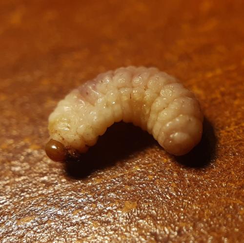 Réf. 354 035 : Curculio sp.