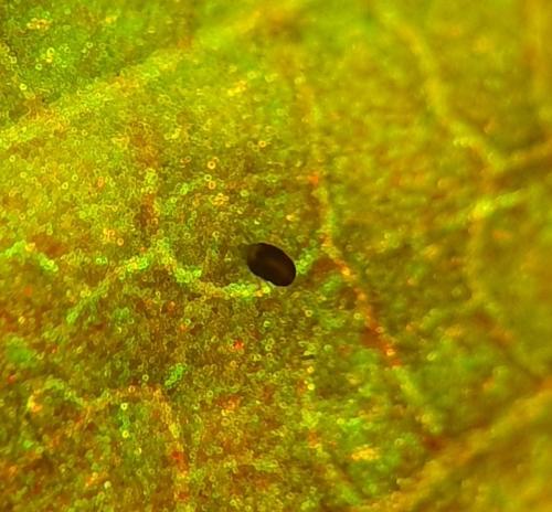 Réf. 354 059 : Tetranychus urticae
