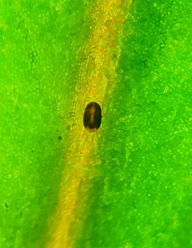 Réf. 354 058 : Tetranychus urticae