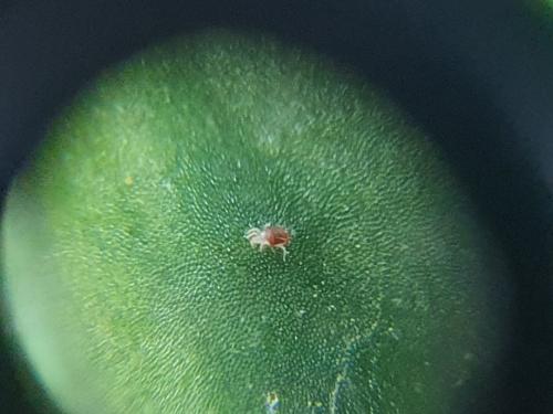 Réf. 354 055 : Tetranychus urticae