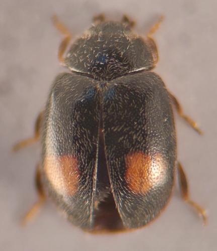 Nephus bipunctatus