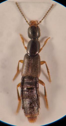 Réf. 354 381 : Erichsonius cinerascens