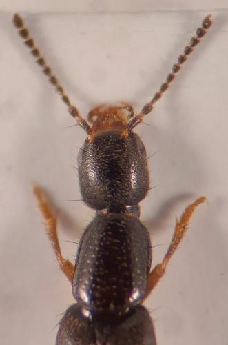 Erichsonius cinerascens