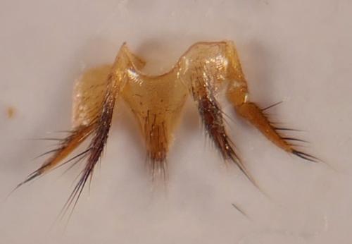Erichsonius cinerascens