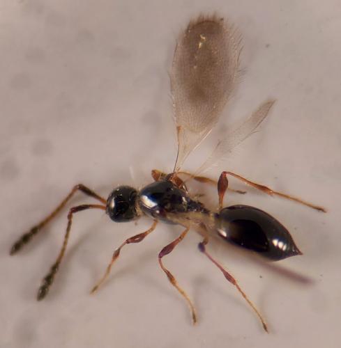 Trichopria sp.