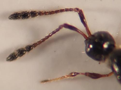 Trichopria sp.
