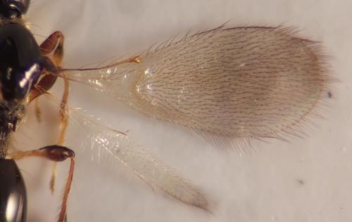 Trichopria sp.