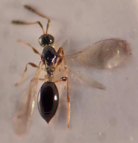 Trichopria sp.