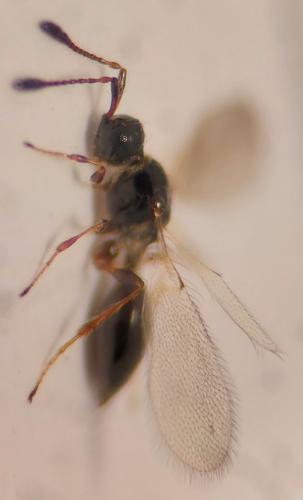 Trichopria sp.