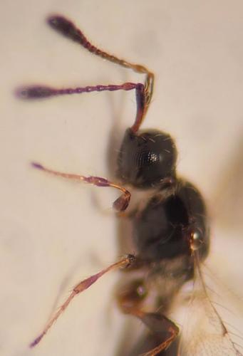 Trichopria sp.