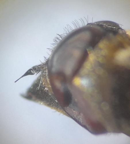 Exoprosopa jacchus