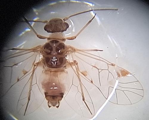 Psocus bipunctatus