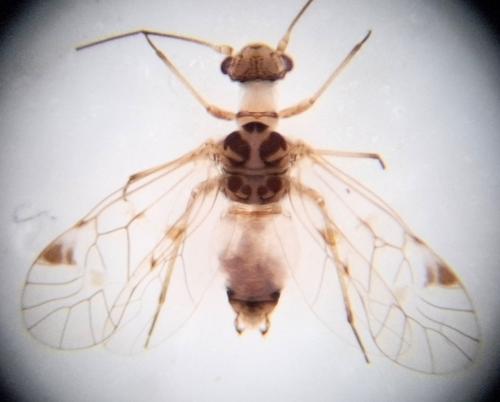 Psocus bipunctatus
