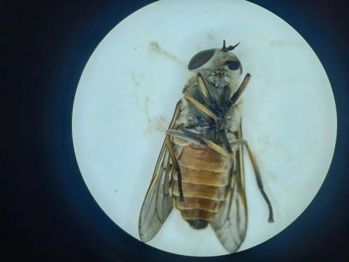 Réf. 354 789 : Tabanus eggeri