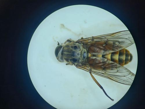 Réf. 354 788 : Tabanus eggeri