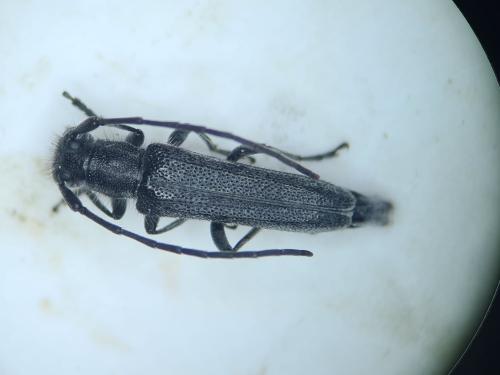 Réf. 354 754 : Opsilia caerulescens