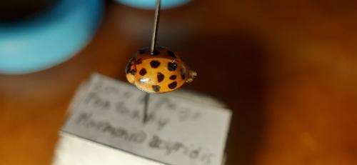 Réf. 354 760 : Harmonia axyridis