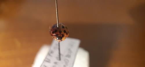 Réf. 354 759 : Harmonia axyridis