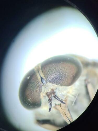 Tabanus eggeri