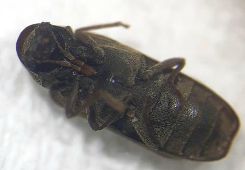 Hemicoelus sp.