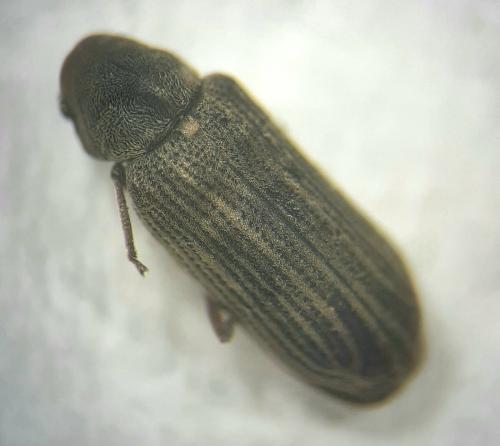 Hemicoelus sp.