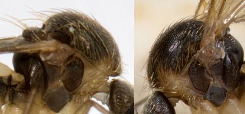 Trichonta sp.