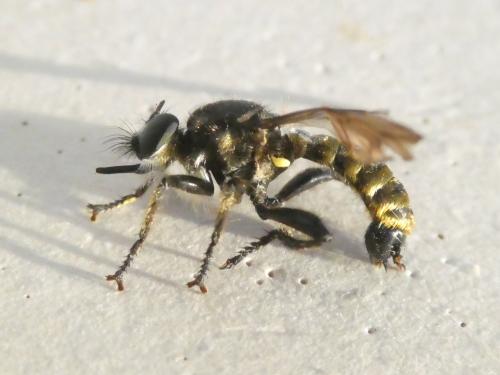 Réf. 354 903 : Choerades fimbriata