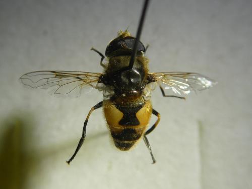 Réf. 354 175 : Eristalis arbustorum