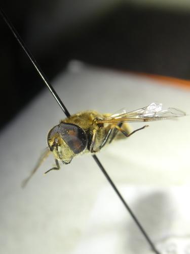 Réf. 354 177 : Eristalis arbustorum