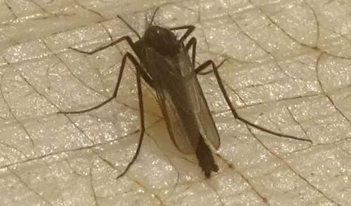 Réf. 354 793 : Orthocladiinae inconnu