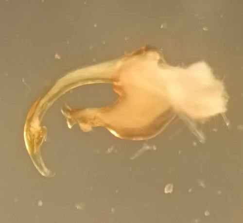 Réf. 354 283 : Propolydesmus helveticus