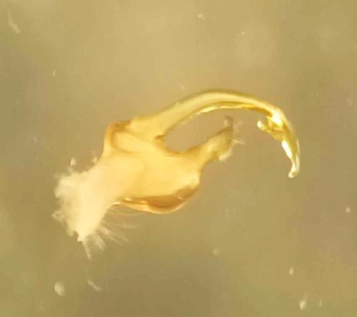 Réf. 354 420 : Propolydesmus helveticus
