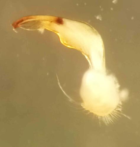 Polydesmus angustus