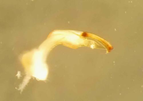 Réf. 354 606 : Polydesmus angustus
