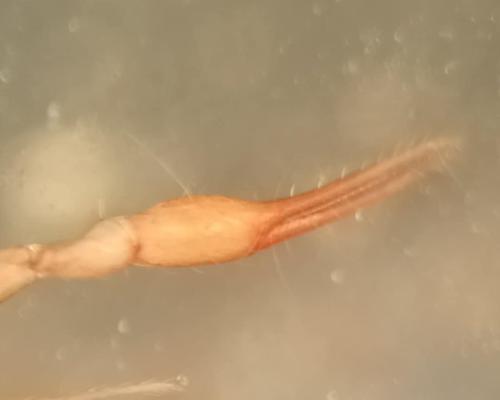 Chthonius ischnocheles