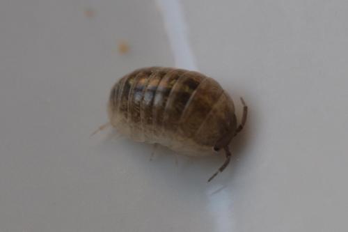 Réf. 354 875 : Armadillidium vulgare