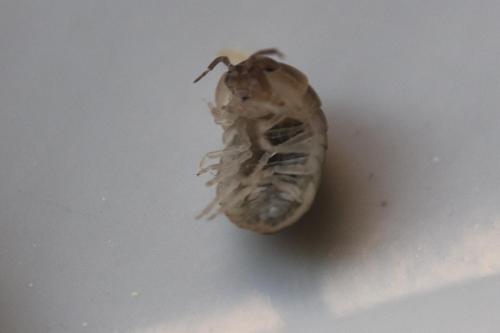 Armadillidium vulgare