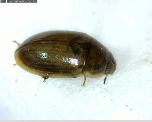 Réf. 354 985 : Enochrus bicolor