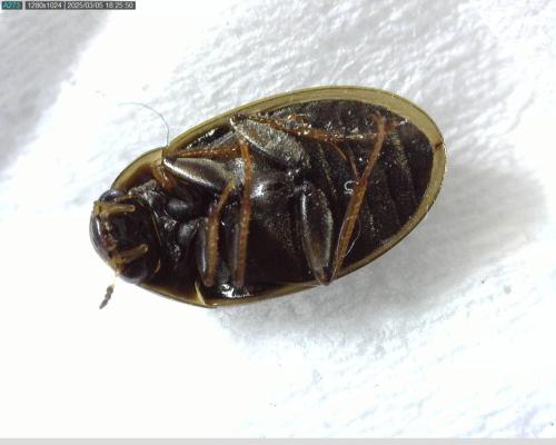 Enochrus bicolor