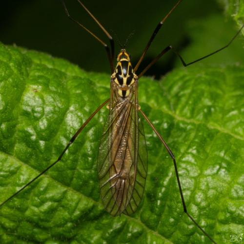 Réf. 354 872 : Nephrotoma appendiculata