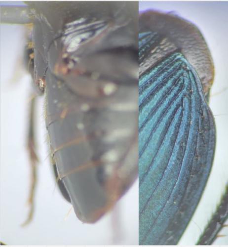 Réf. 354 424 : Harpalus honestus