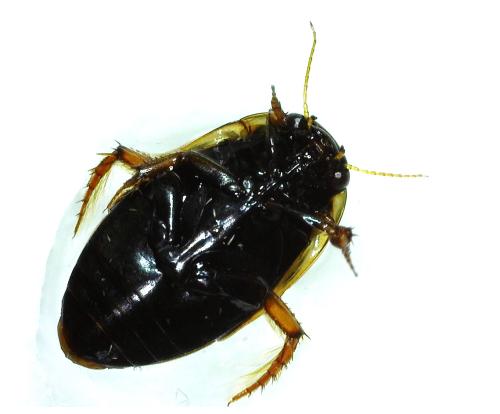 Réf. 354 988 : Agabus conspersus