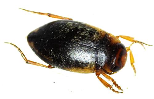 Hydroporus palustris