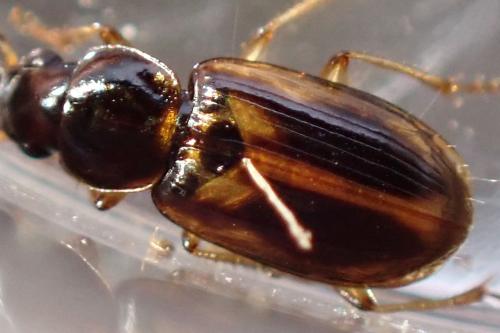 Acupalpus maculatus