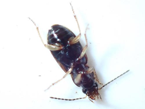 Acupalpus maculatus