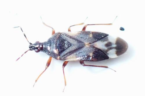 Anthocoris nemoralis