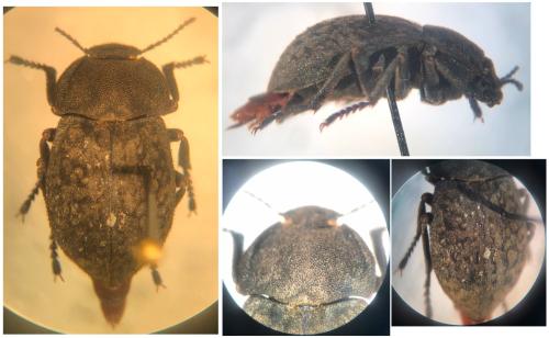 Asida sp.