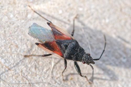 Réf. 354 503 : Oxycarenus lavaterae