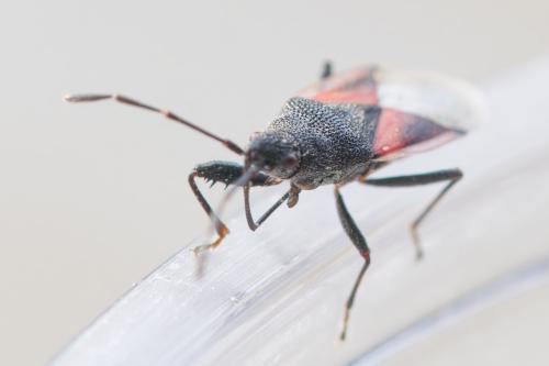 Réf. 354 504 : Oxycarenus lavaterae