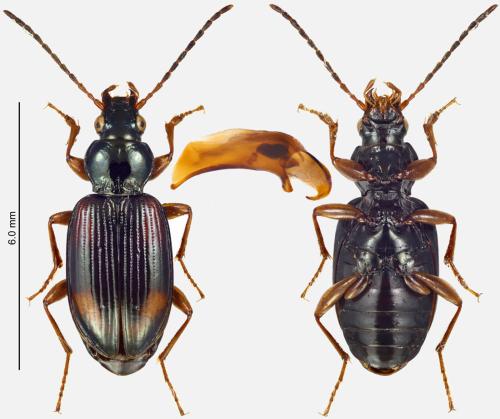 Réf. 354 220 : Bembidion bualei
